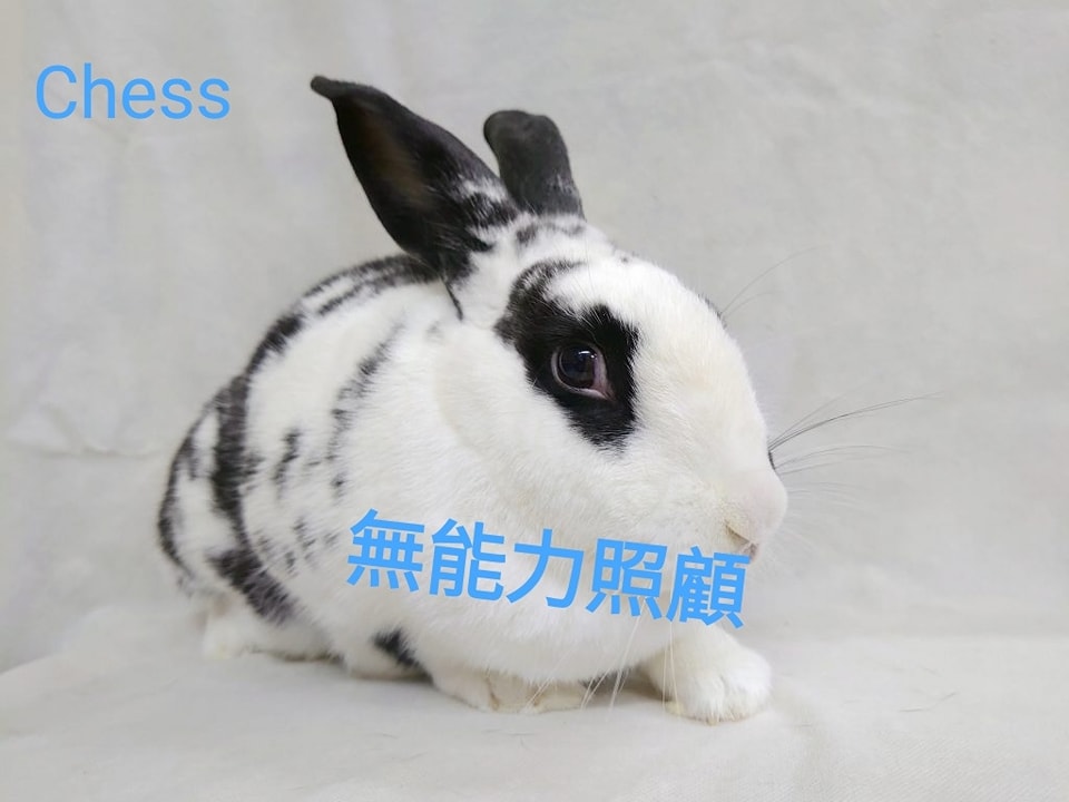 兔協 HKRS -... - 兔協 HKRS - 香港兔友協會 Hong Kong Rabbit Society