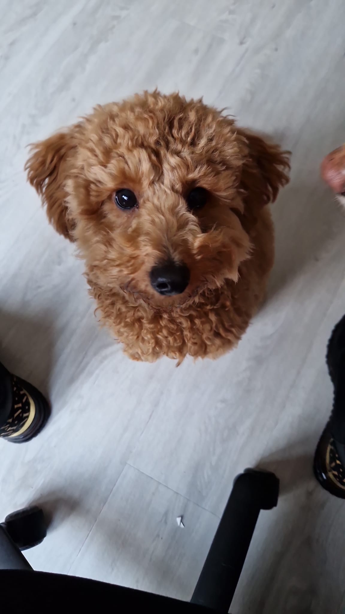 Cockapoo Owners | Hi, looking for advice please | Facebook