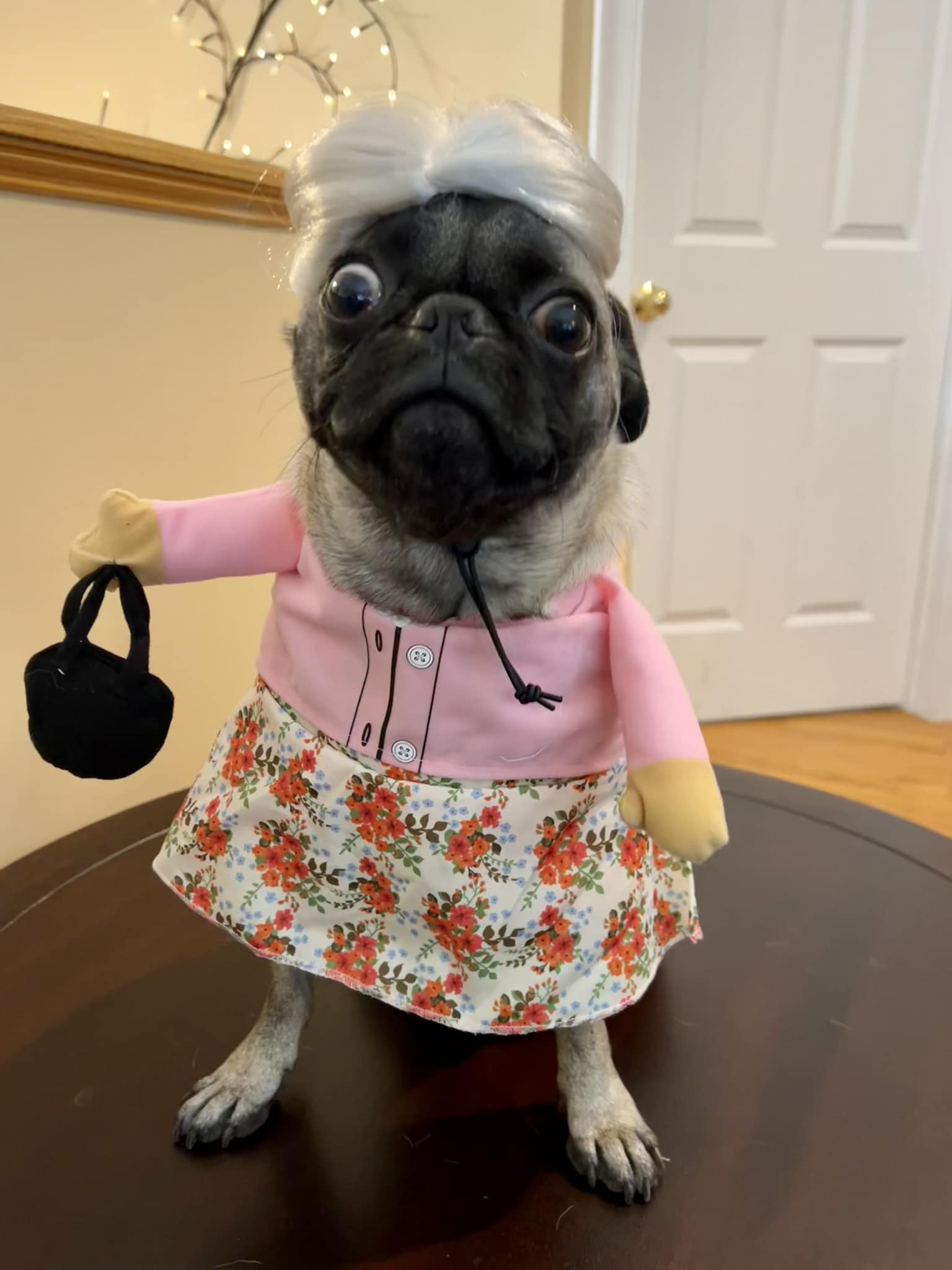 cute pugs dressed up Costume # 1 has arrived!! 😂 Easy color:Red Ygroup_KA6T2P87 Red Stripe Jersey Dress