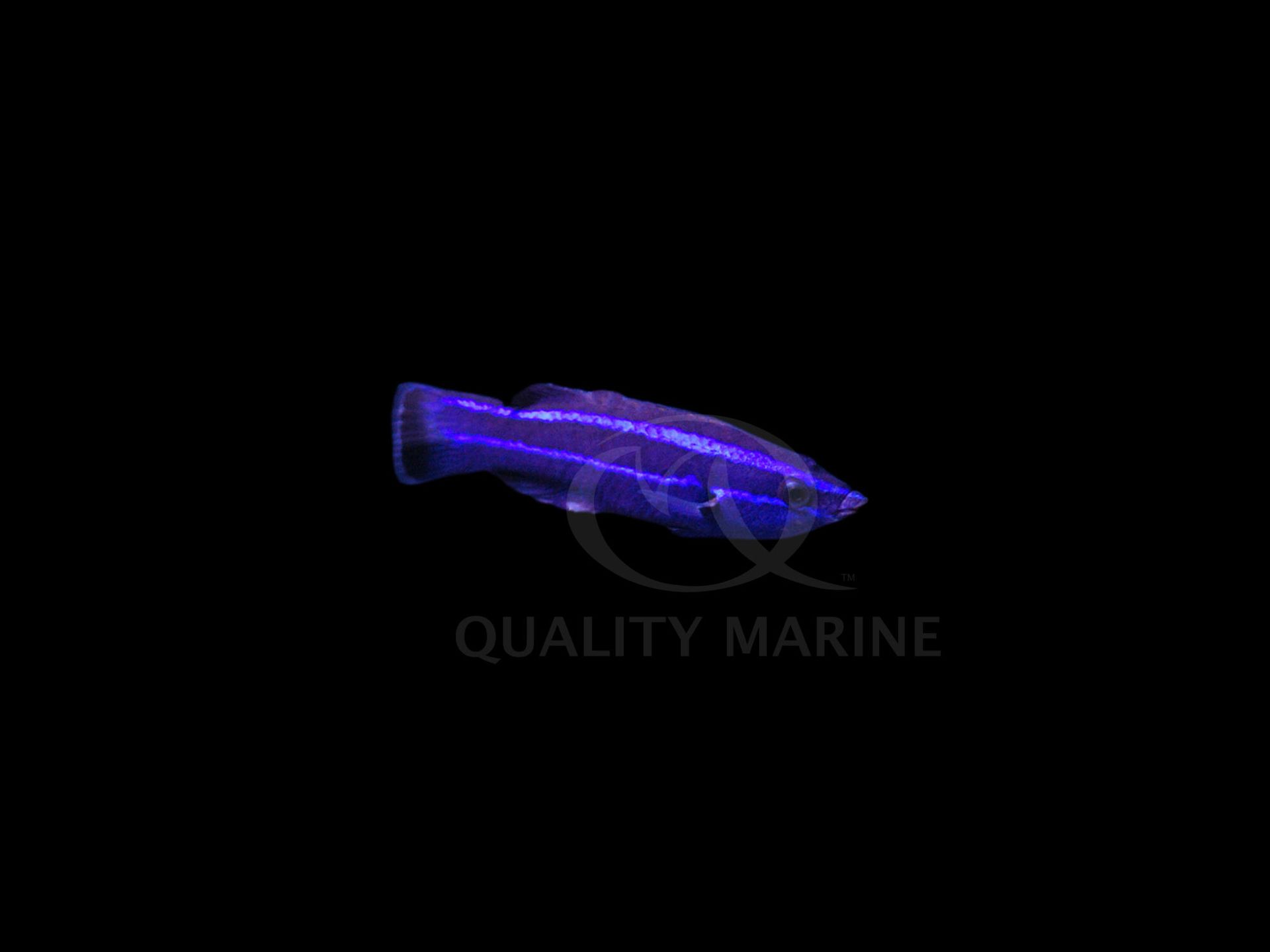 Quality Marine - Small but mighty Four Line Cleaner Wrasse!! 😁 ️ Helps ...
