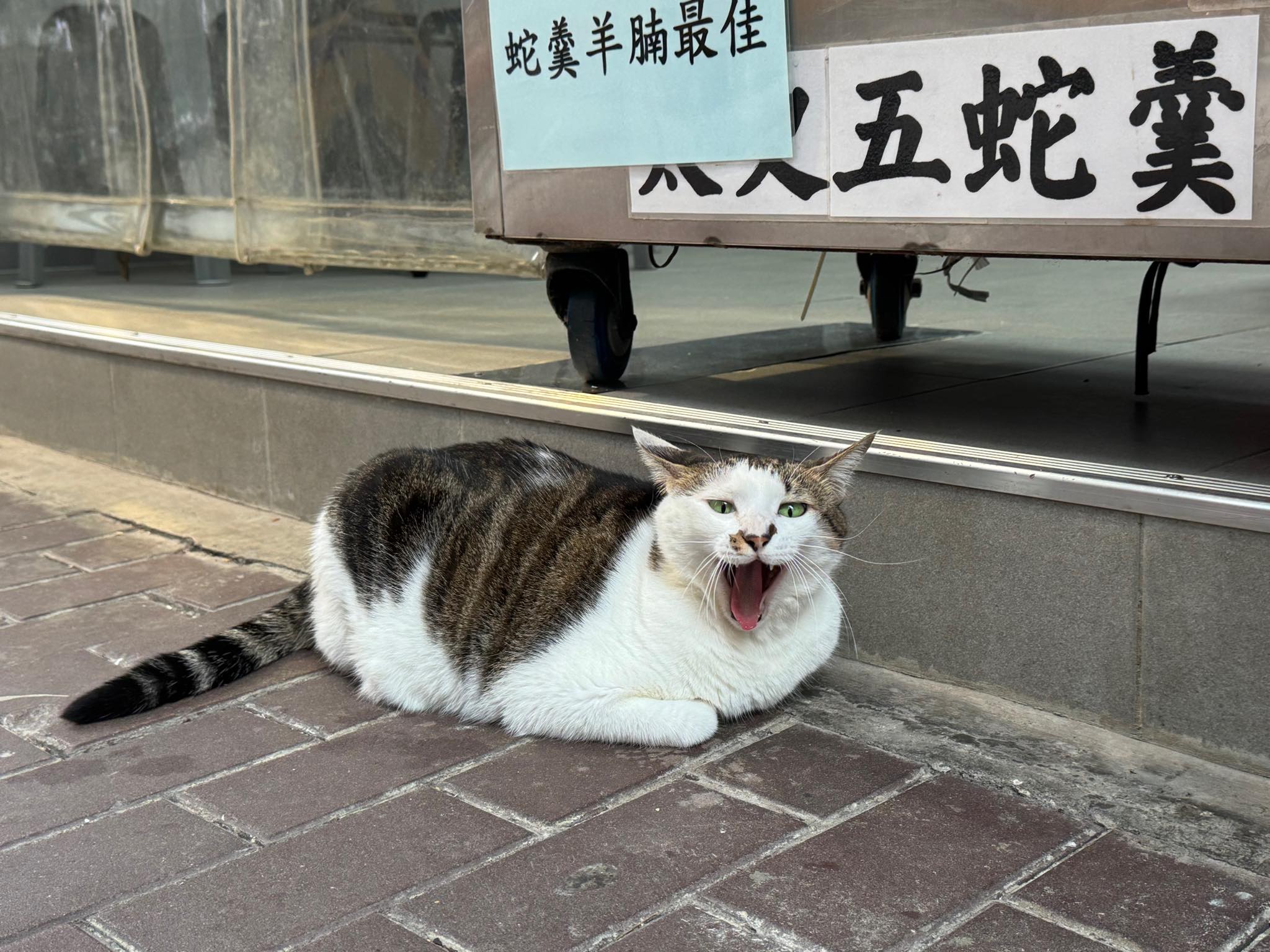 西環變幻時 | 俾我捉到你開工 偷懶瞌眼瞓 | Facebook