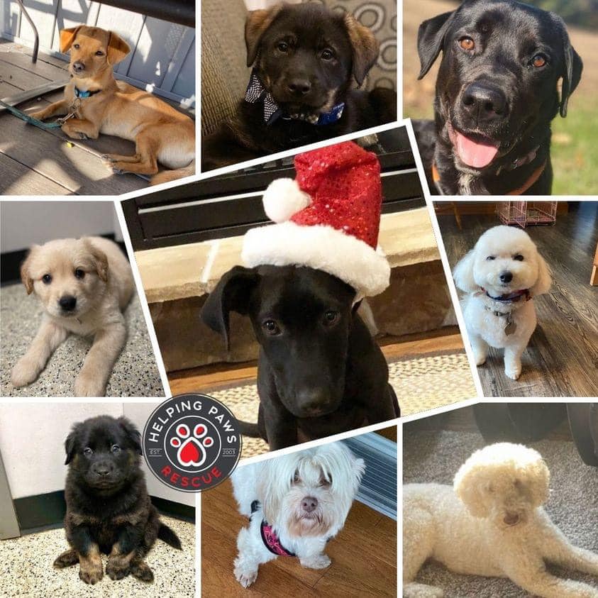Helping Paws Rescue Fundraising Group | Facebook