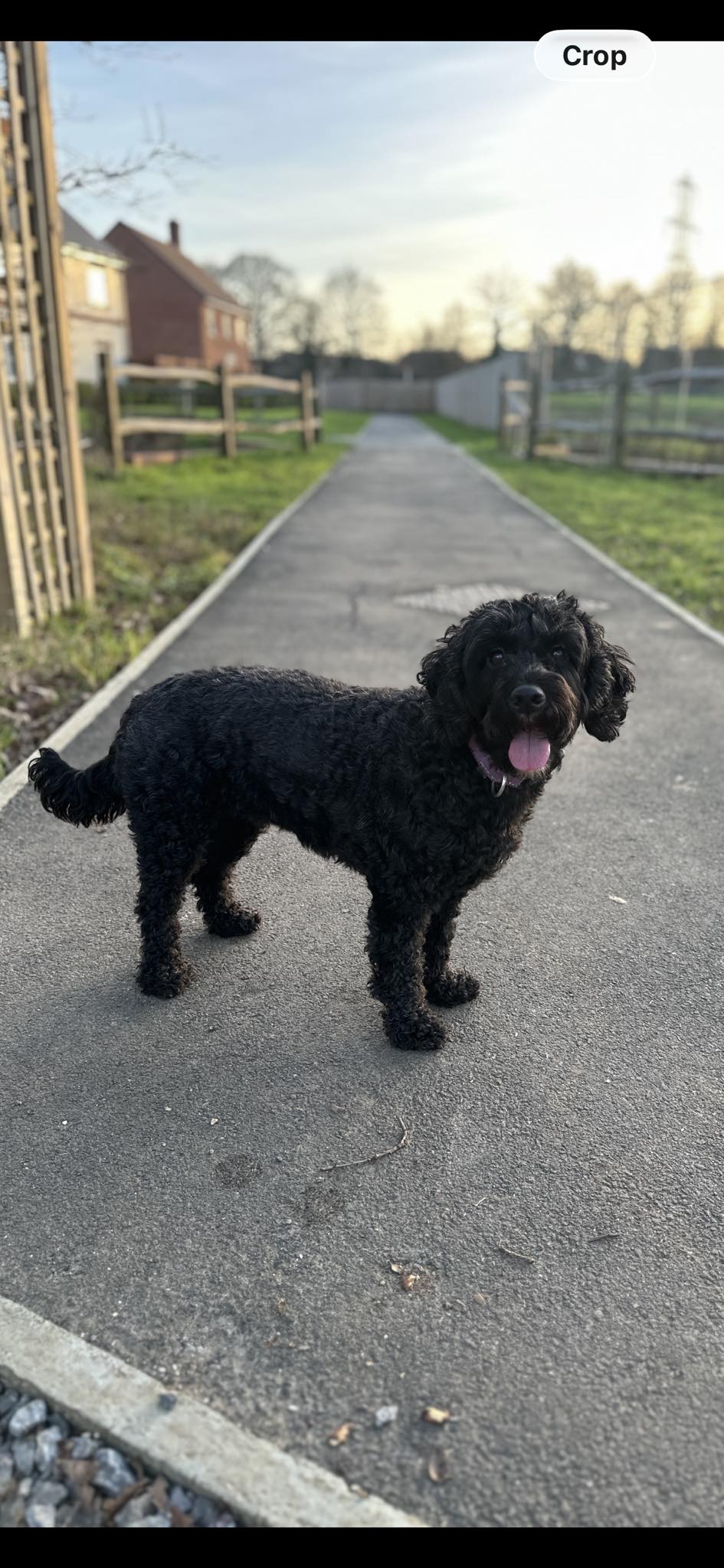 Stolen, Lost or Found Cockapoos, Poodles, Cavapoos, Labradoodles ...