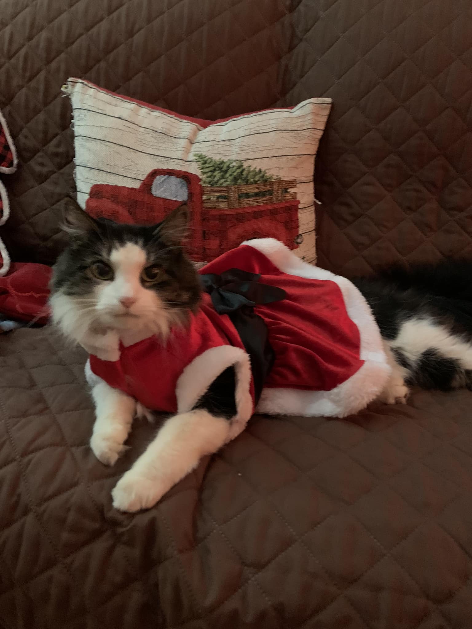 cat dress christmas Dressing a for challenges Size:US Size 22W