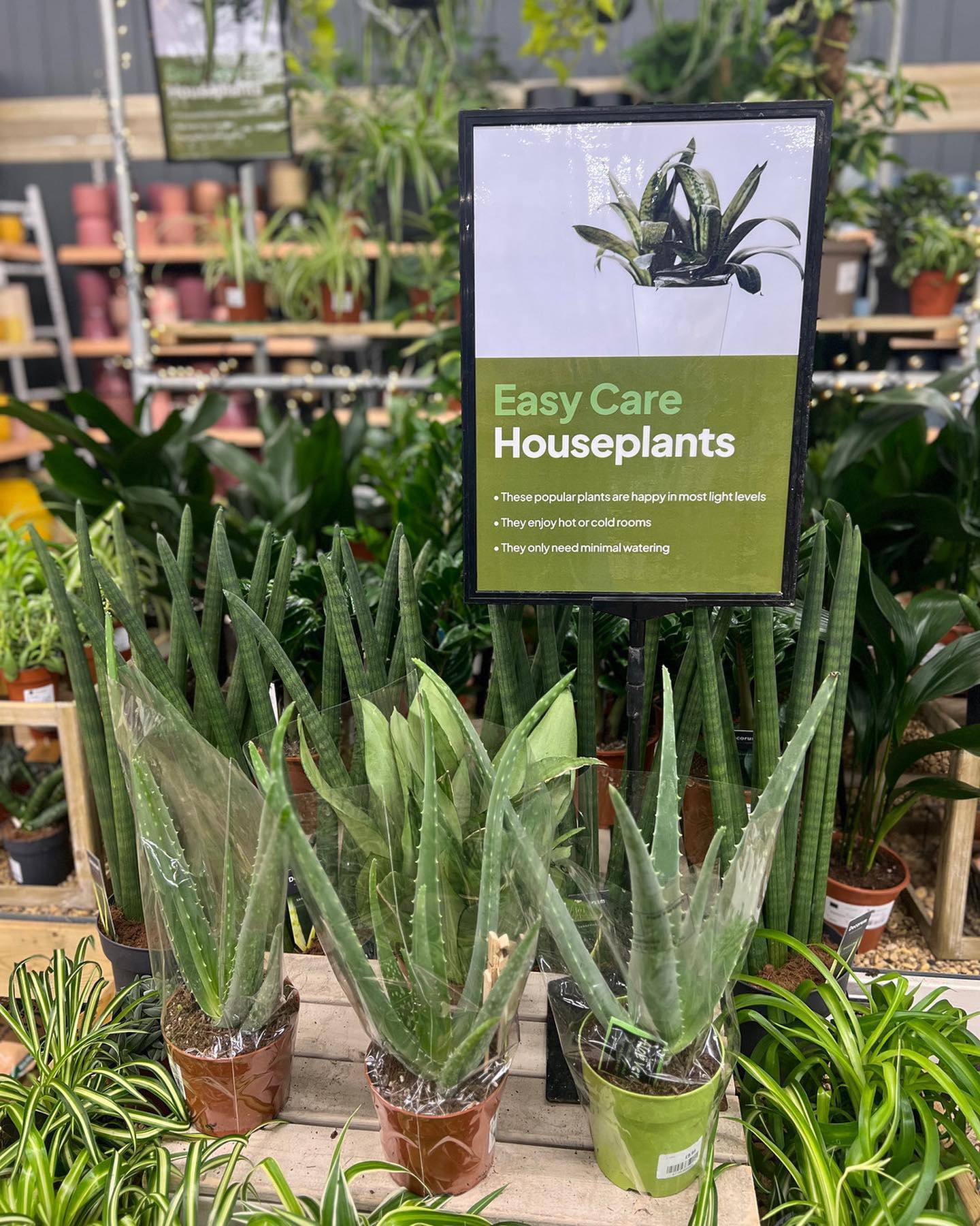 Happy National Houseplant Week 🍃... - St Peters Garden Centre