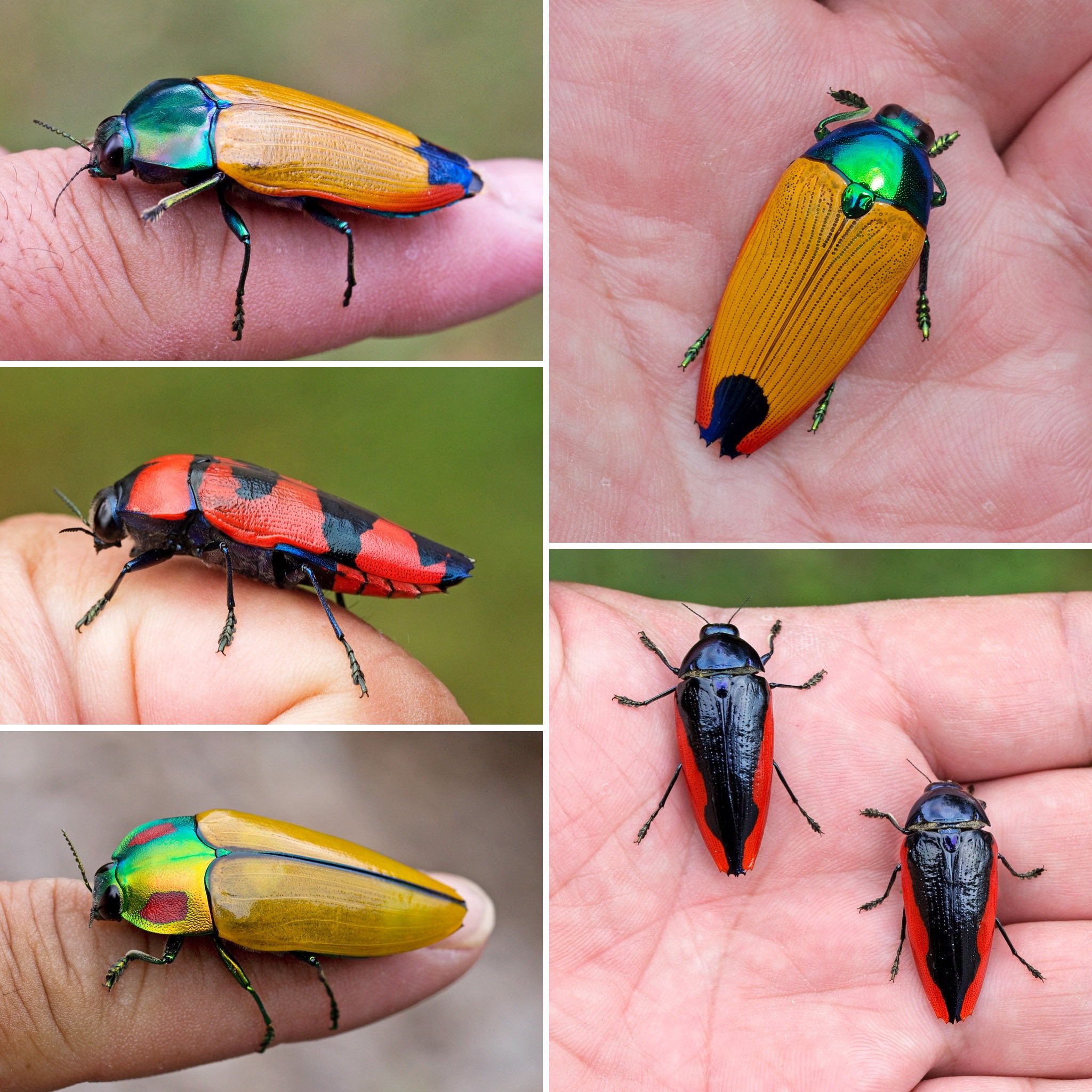 Attractive beetles in Australian rainforests