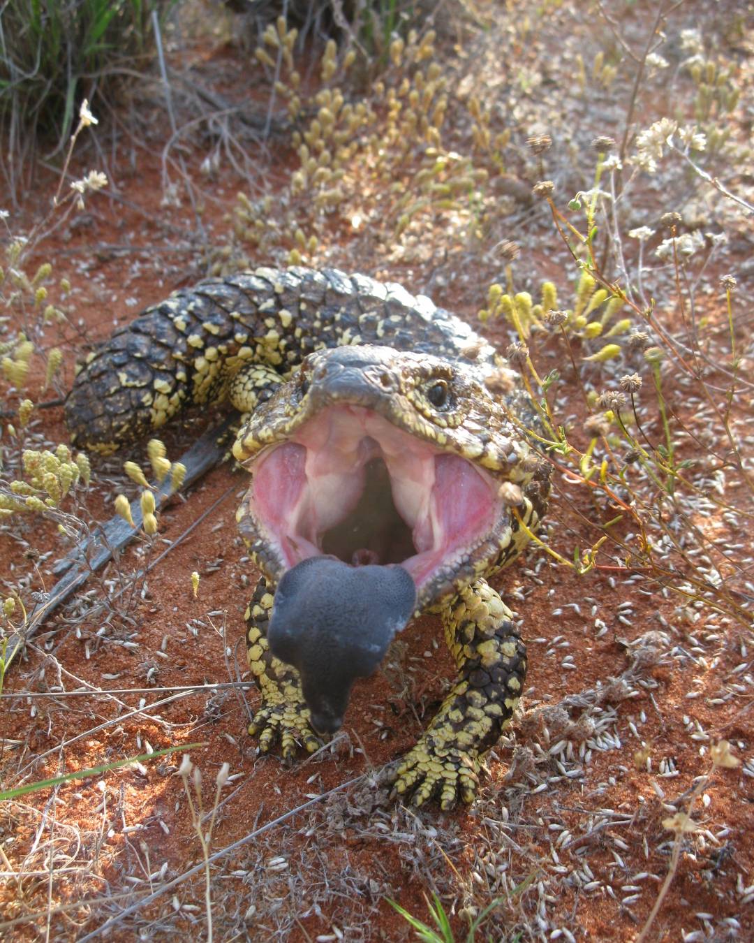 Bush Heritage Australia - Biiiiiiiig yawn! Good morning from this ...