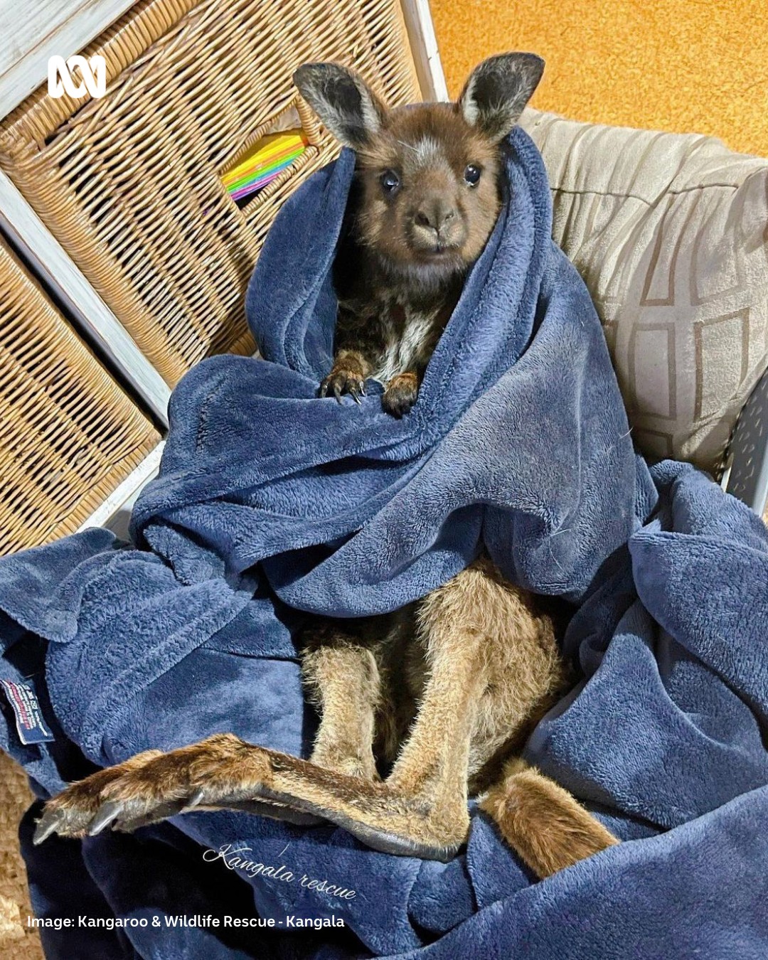 ABC Adelaide - Get well, little joey! 🦘 ️ Mobile phones... | Facebook