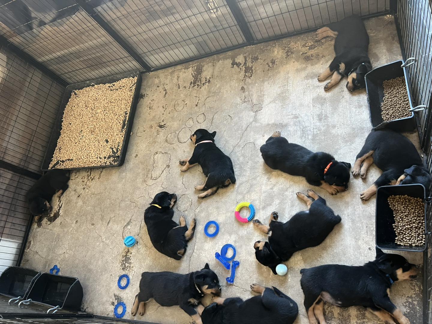 HB Rottweilers | Desert Hills AZ