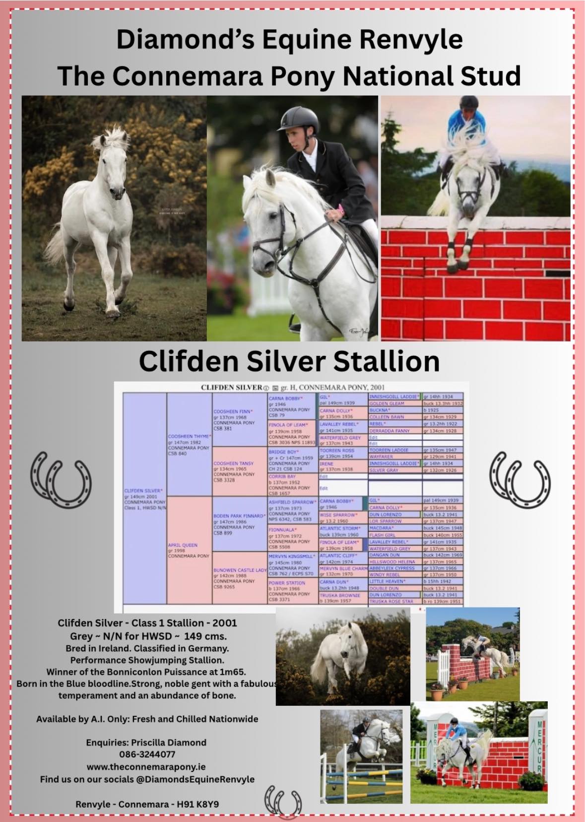 Clifden Silver... - Clifden Silver Connemara Stallion