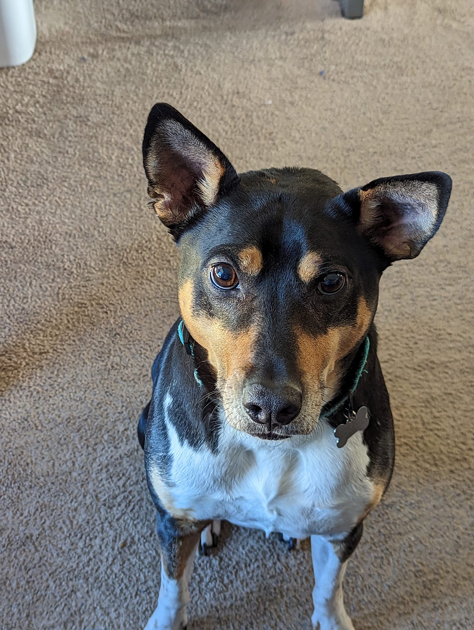 What does one up, one down dog ear mean?