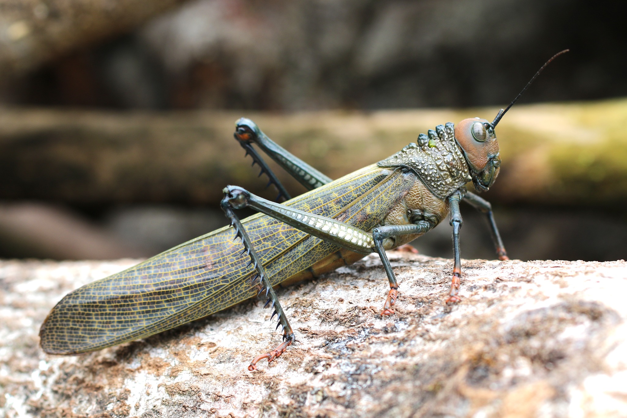 Red-eyed grasshopper photographed in Gamboa, Panama