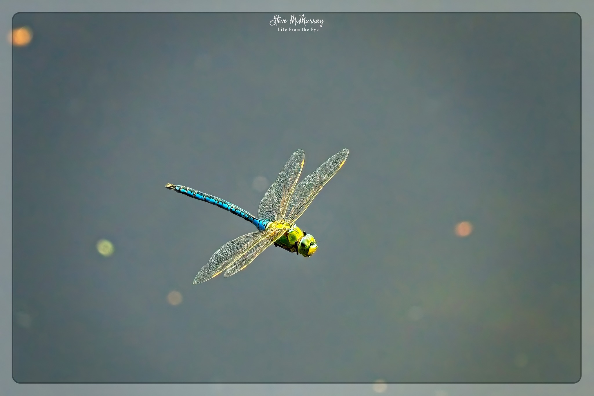 Our day with dragon chasing in Arcos de Valdevez. The Dragonflies
