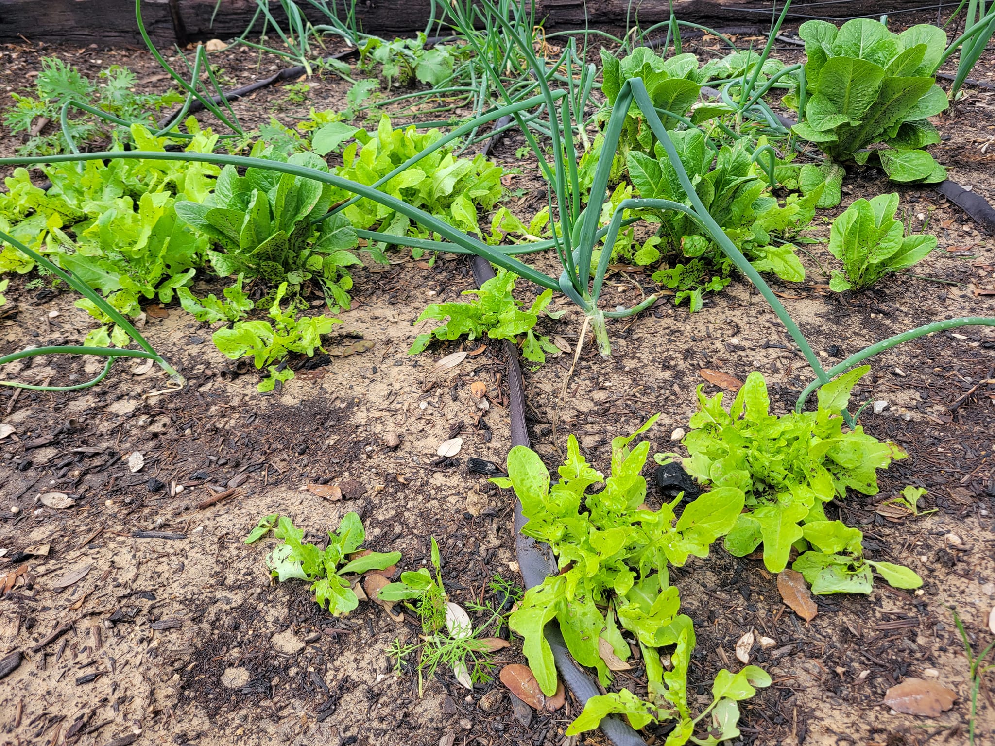 Raised Bed Gardening | Everything loved the rain today | Facebook