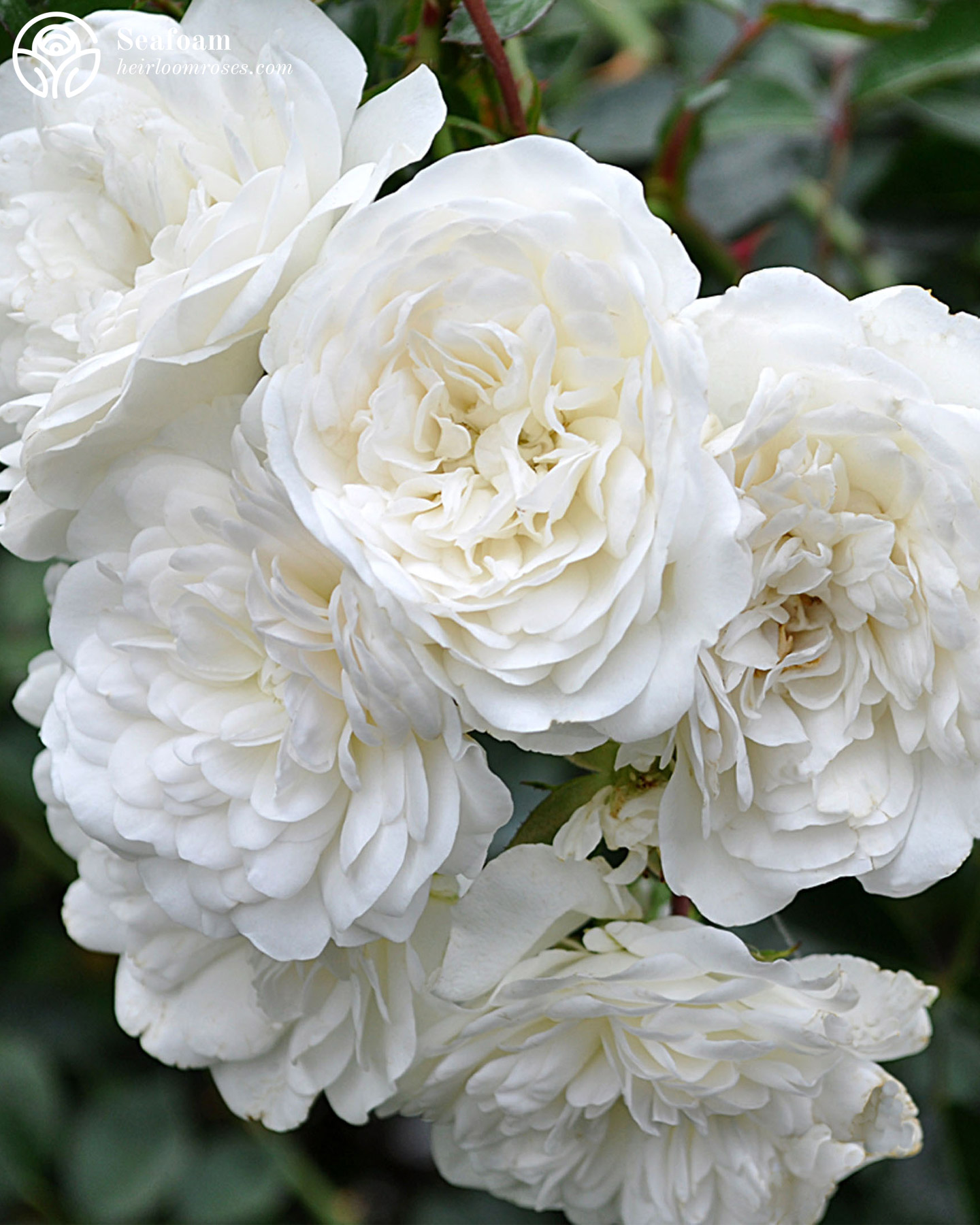 Heirloom Roses - ️WINTER BLOWOUT Sale ️Seafoam is 40% OFF! “I’m rating ...
