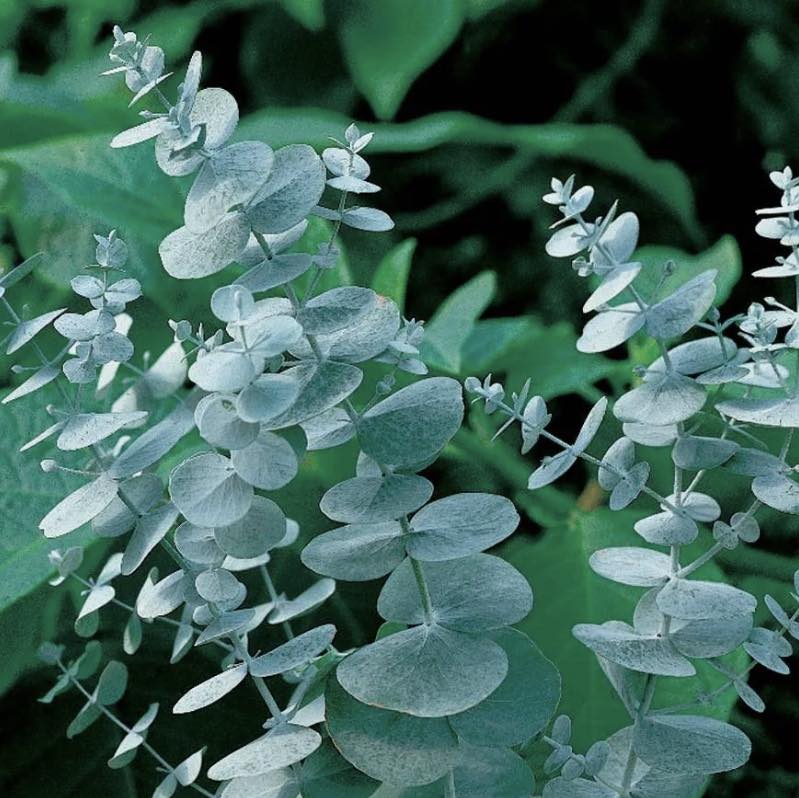 🌿✨ A Beautiful Evergreen with Silvery Charm! ✨🌿 Add year-round colour, texture and fragrance to your garden with Eucalyptus 'Compact Silver'. Its striking silvery-blue foliage and naturally compact habit make it a