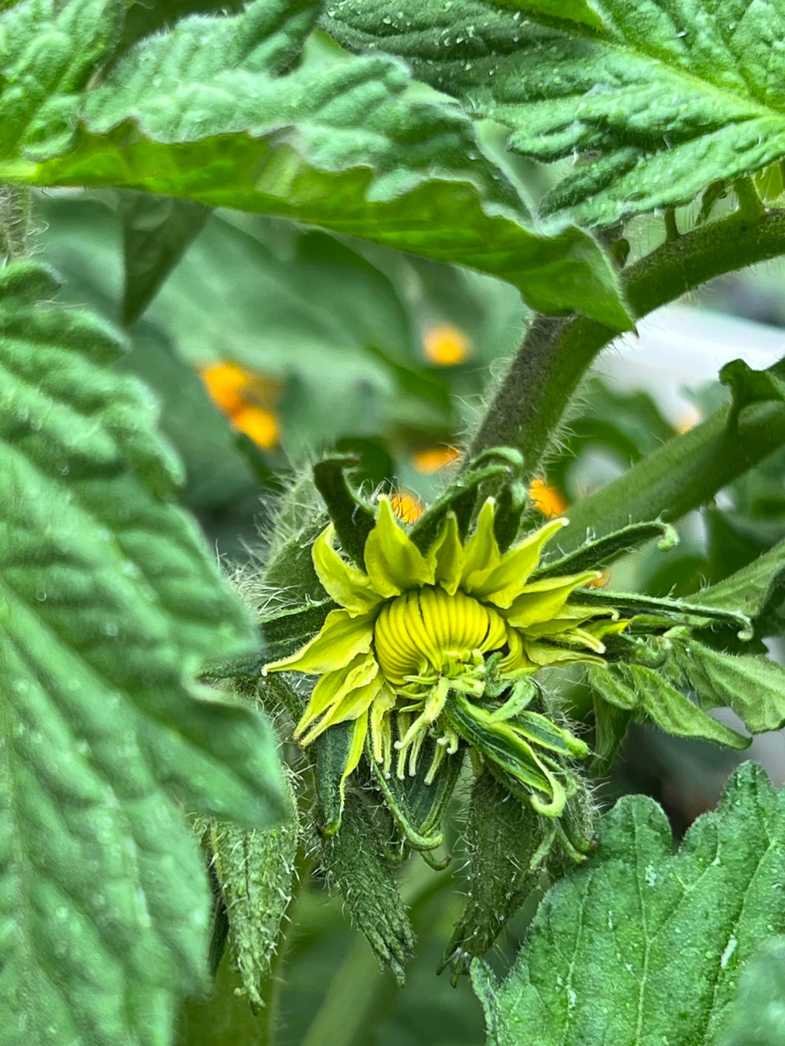What is this unusual tomato flower?