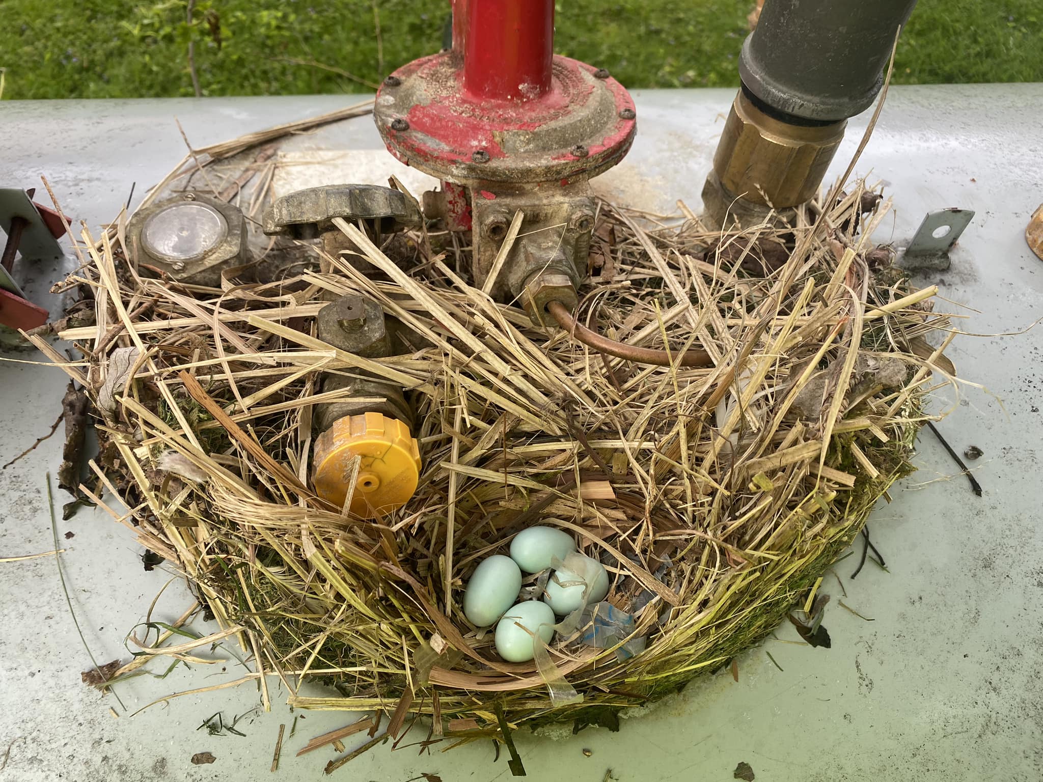 What are these? They have a nest underground by our oil tank!