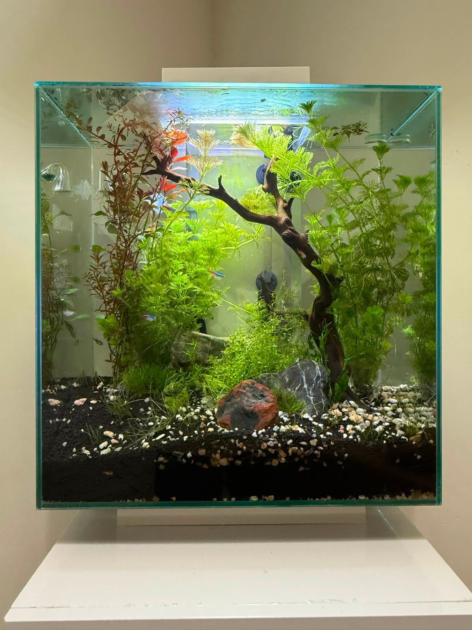 best fish net for fluval edge Aquarium Co-Op water care Setting up a 12 gallon