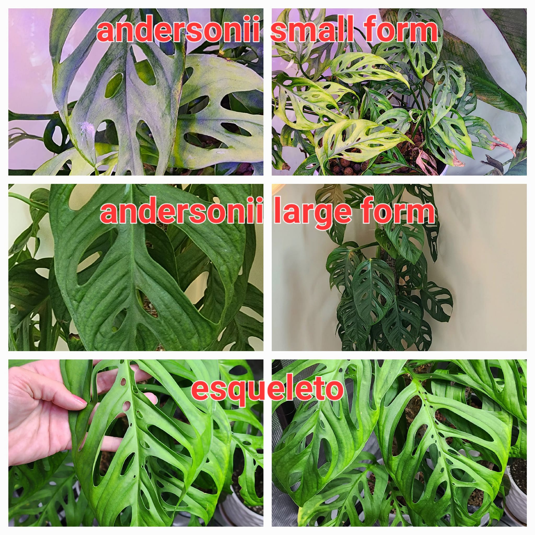 Identifying different monstera houseplants