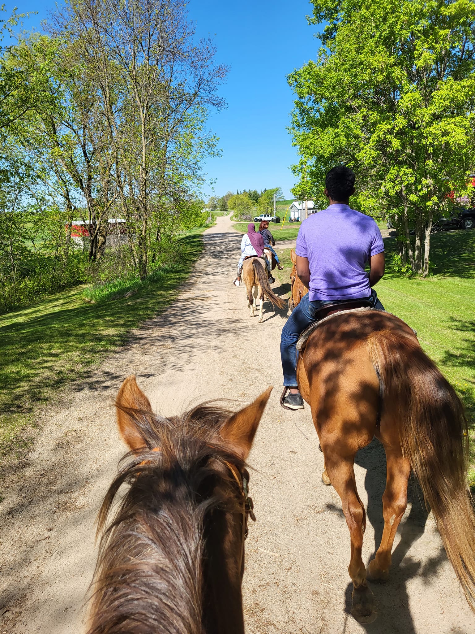 Timberline Ranch Trail rides and horse rescue | Detroit Lakes MN