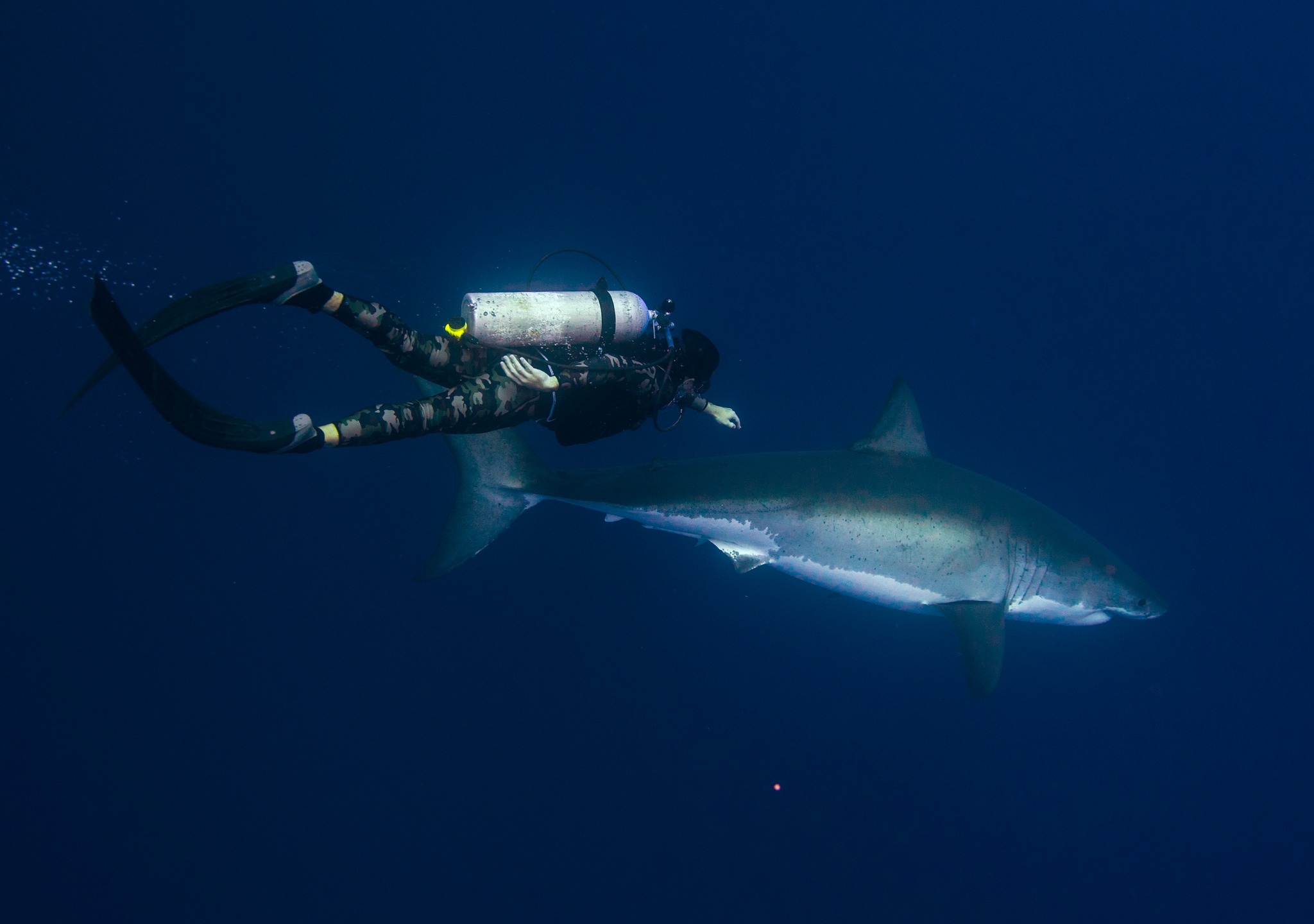 Cage diving with Great White Sharks in Guadalupe Island, Mexico