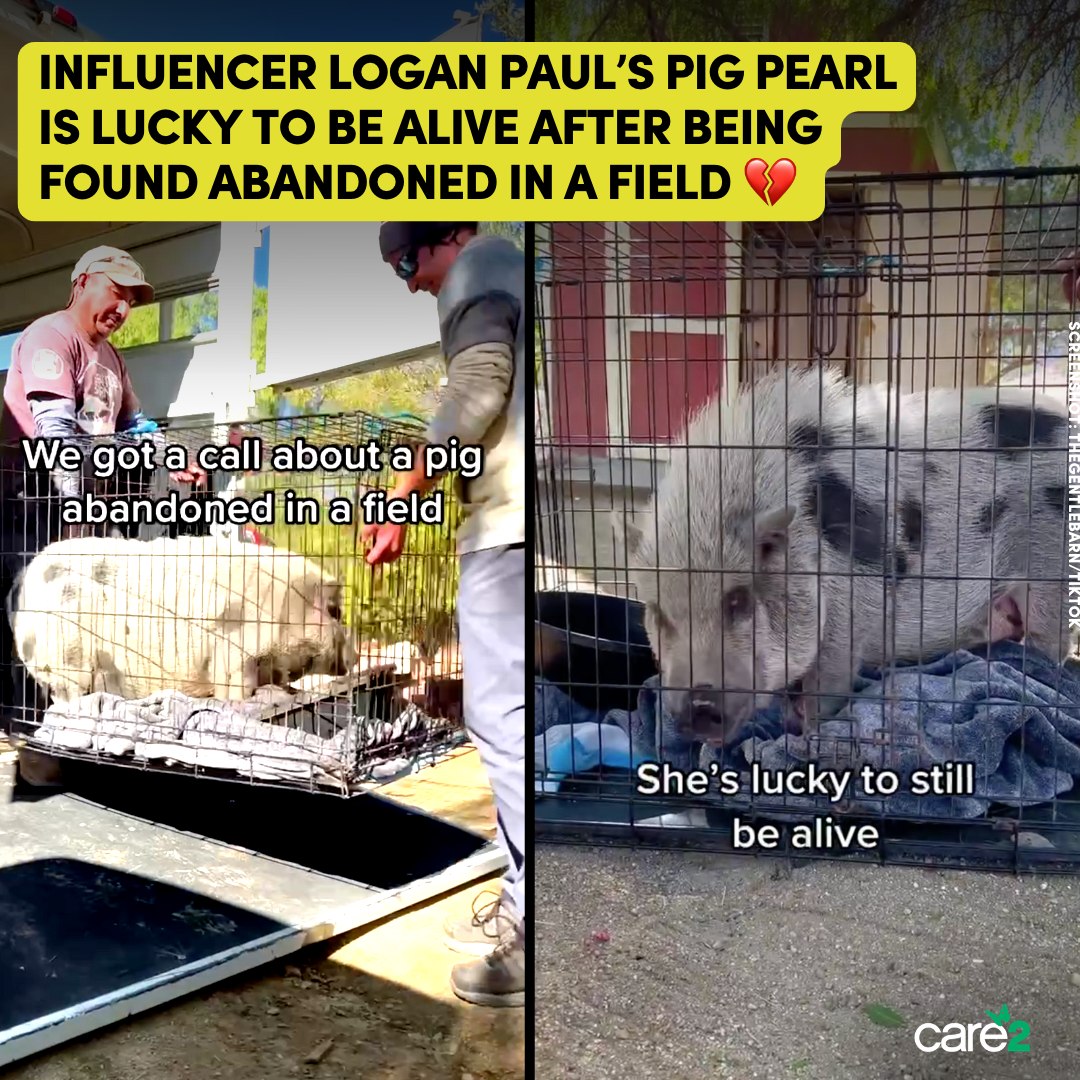 Care2 - Influencer Logan Paul got Pearl when she was a tiny piglet. How ...