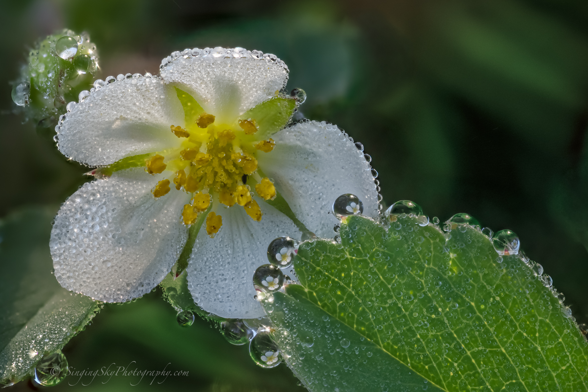 Finding joy in dewy wild strawberry plants in a meadow