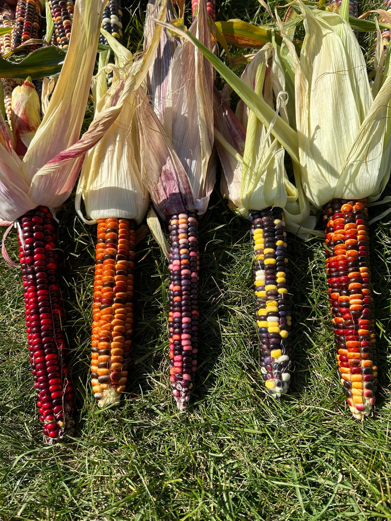 Native Indian decorative flour corn varieties