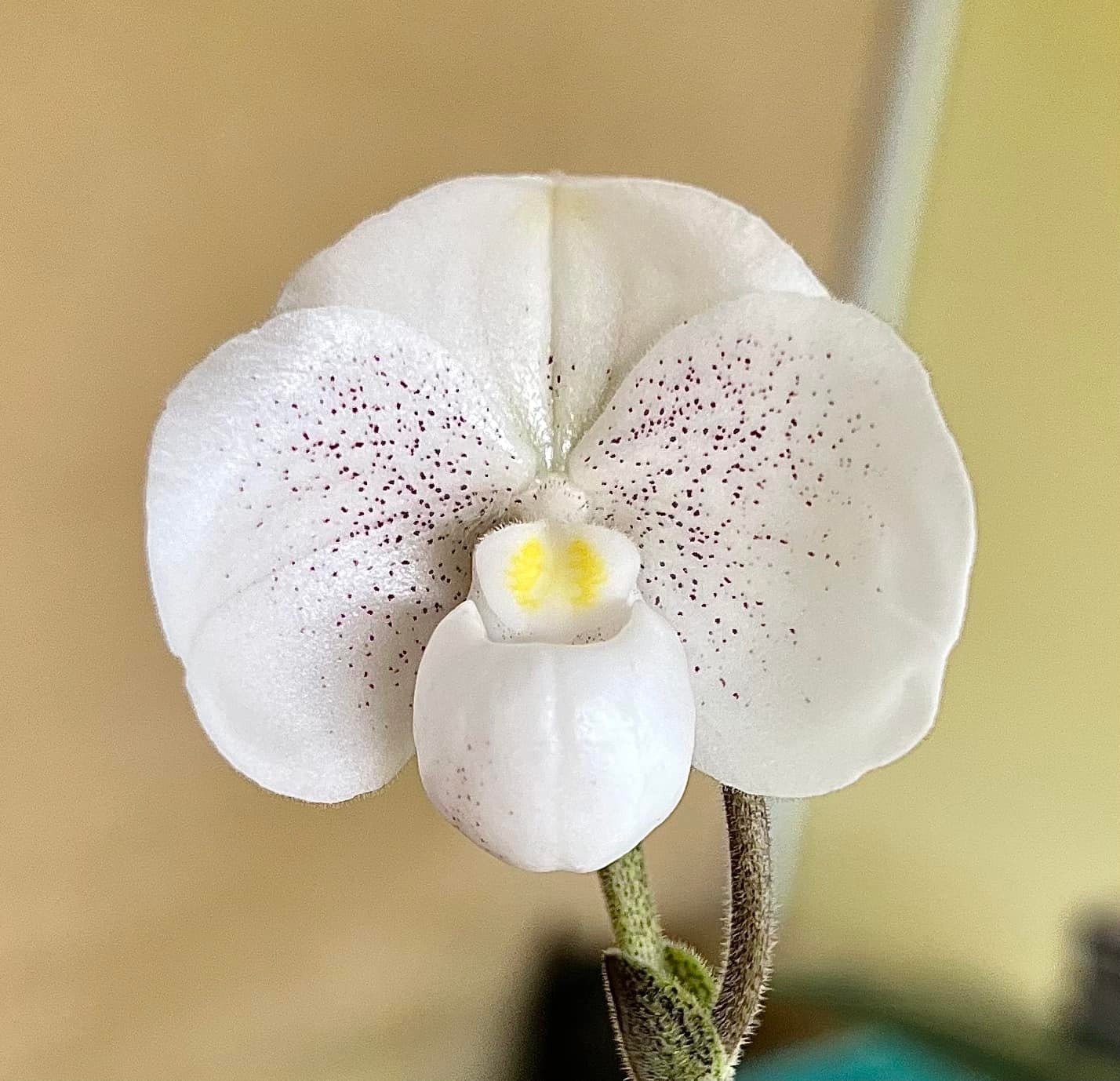 P. Nimbus Lineage: P. Rydeen x veitchii High Finger Selection