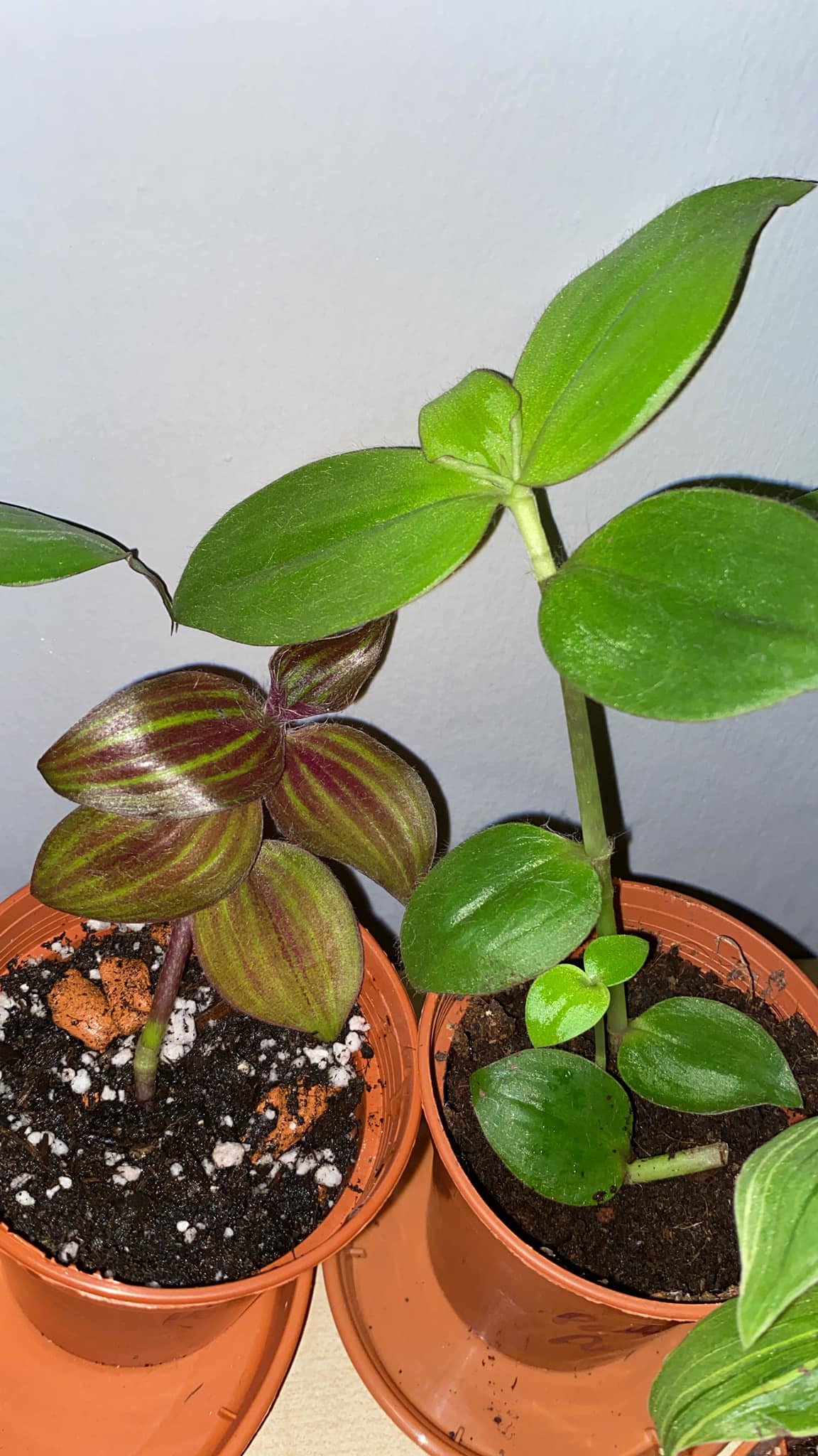 What is this furry tradescantia plant and how to grow Sitara type