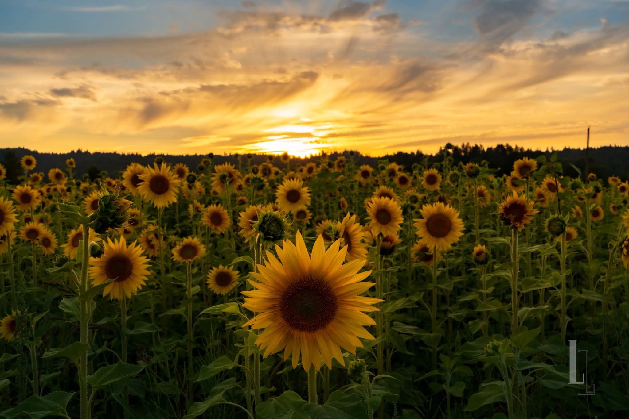 Golden sunset in Duvall, WA sunflower fields at MuddyBoots Pumpkins