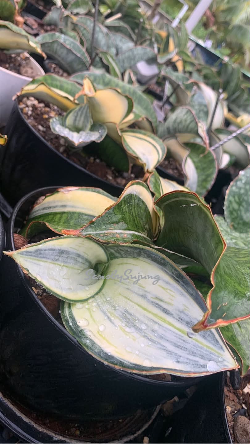 Sansevieria Mafinga ES849 White Var