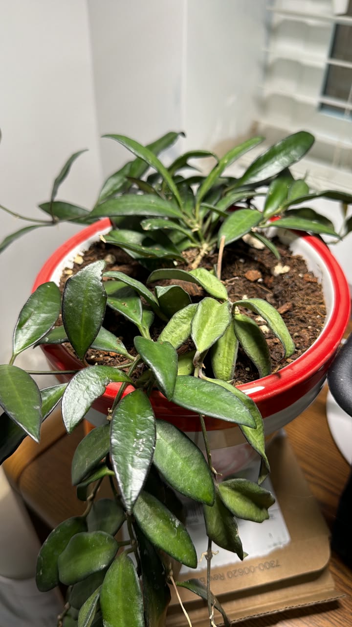 Hoya Imbricata red .😍😍😍