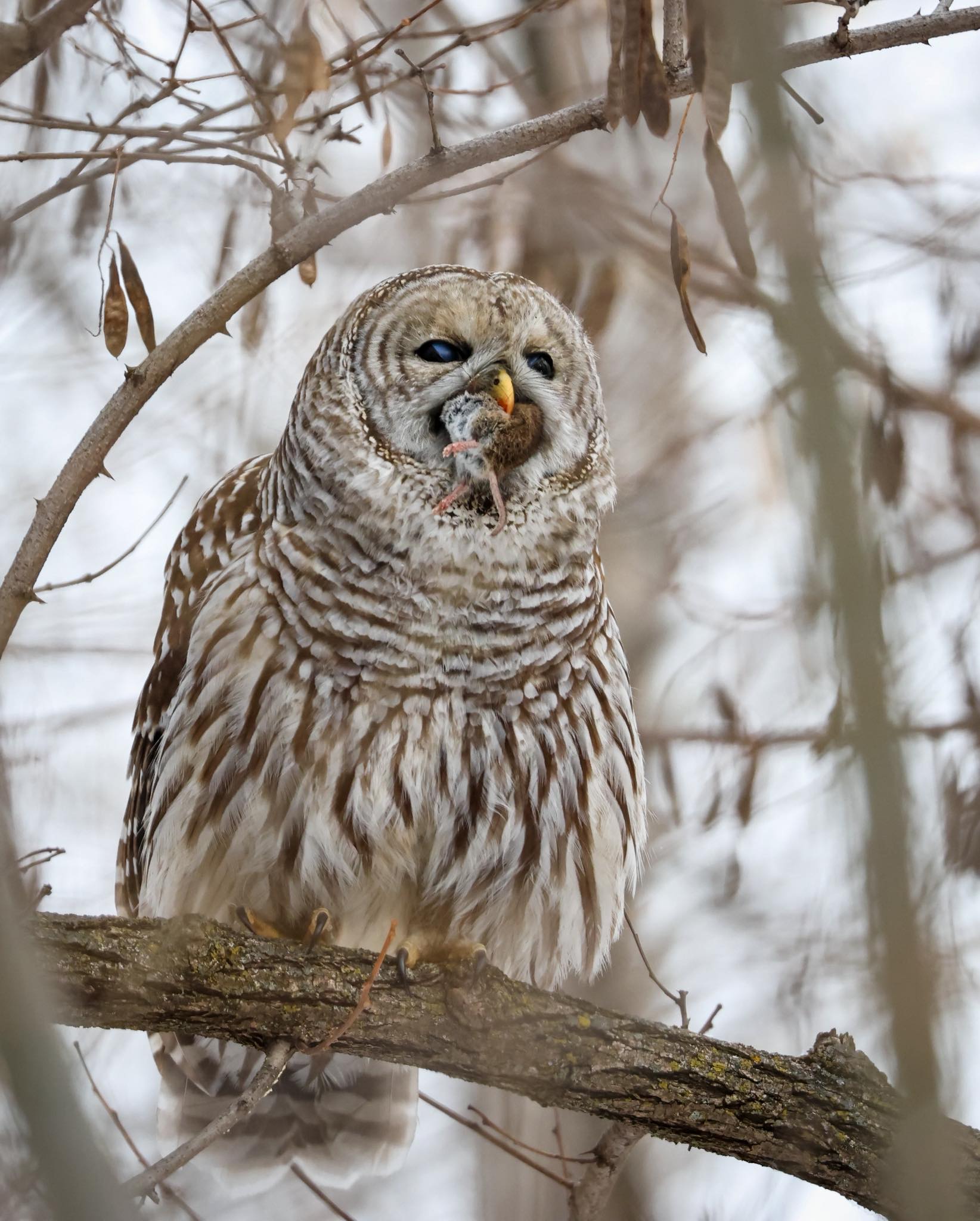 oiseaux du Québec chez soi | Un beau spectacle que cette chouette m’a ...