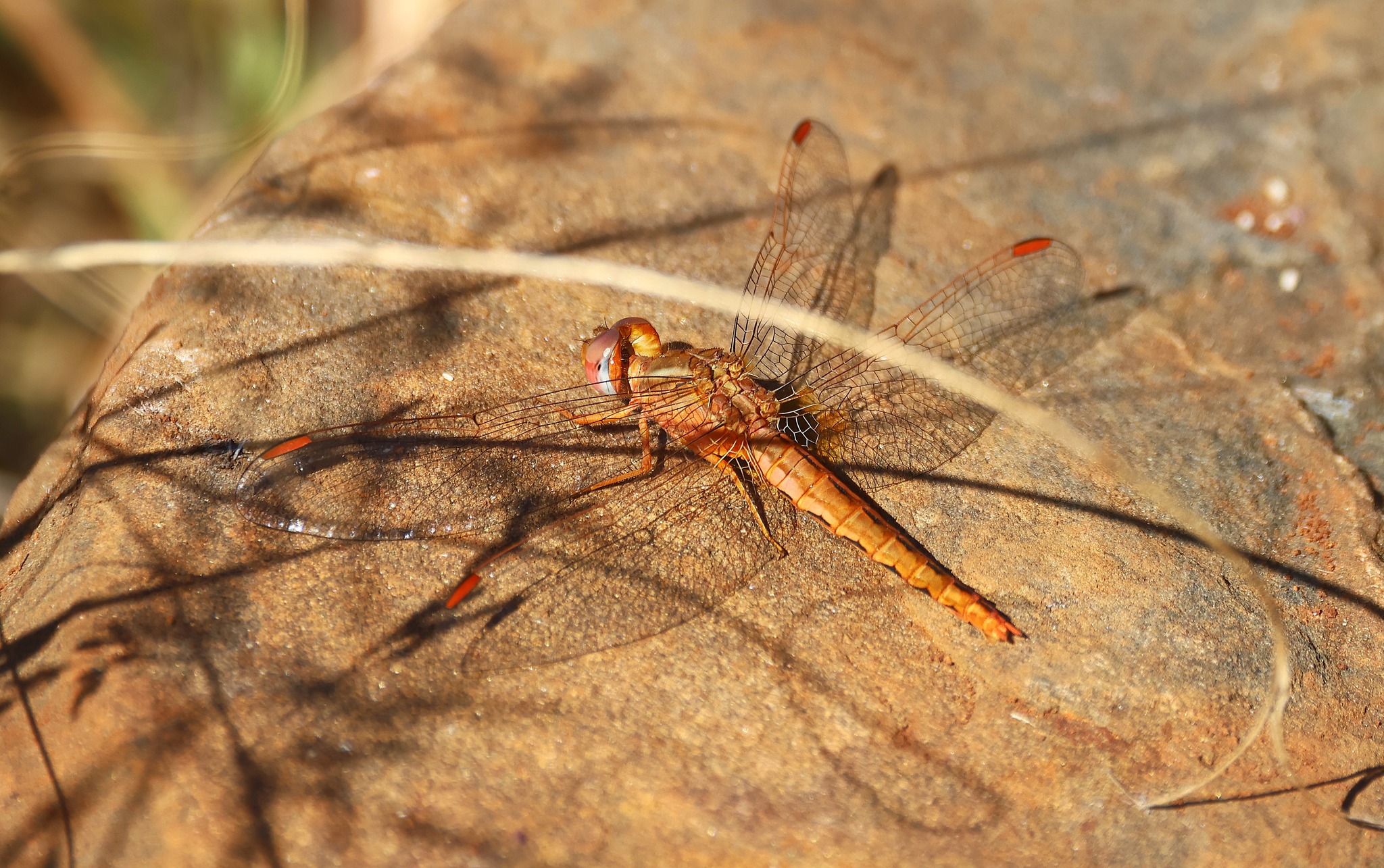 Julodis viridipes from Doringriver, Namaqualand (Western Cape