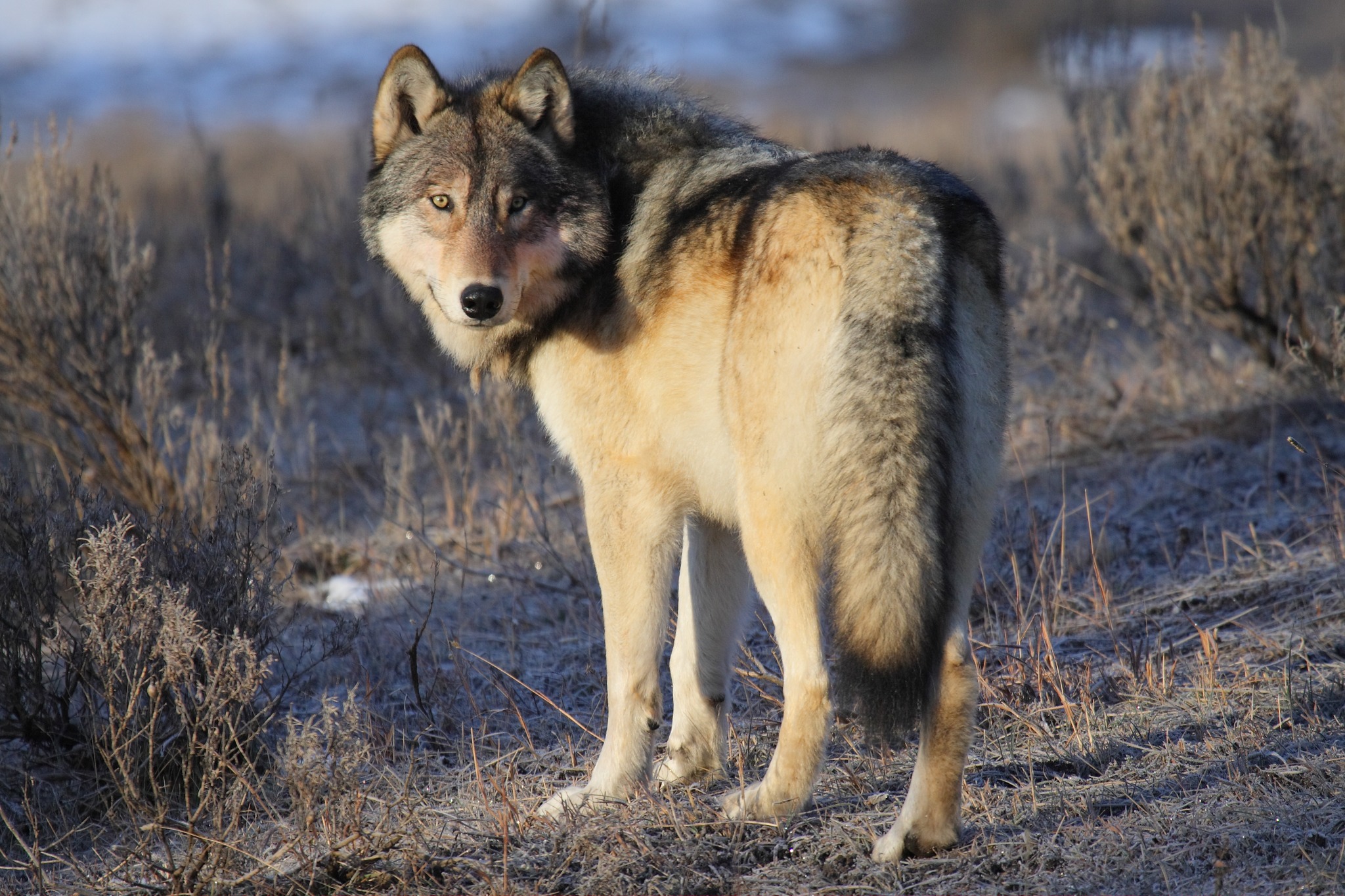 Care2 - Rusty, an endangered Mexican gray wolf, was tragically killed ...