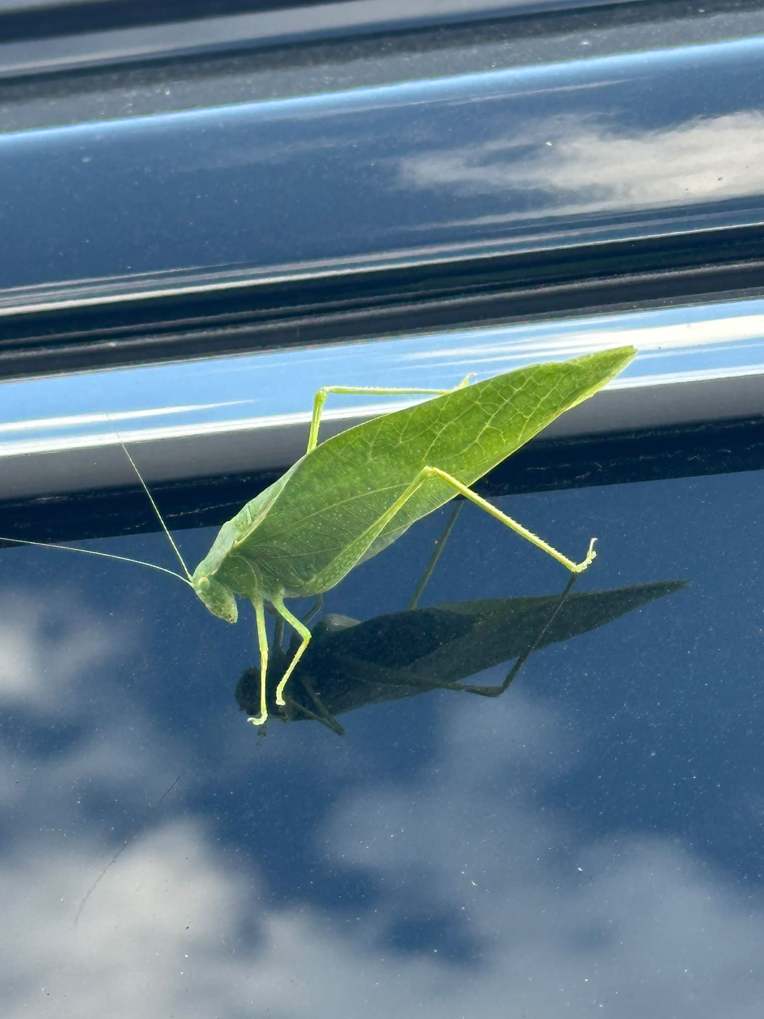 I came across this fascinating looking insects a few years ago