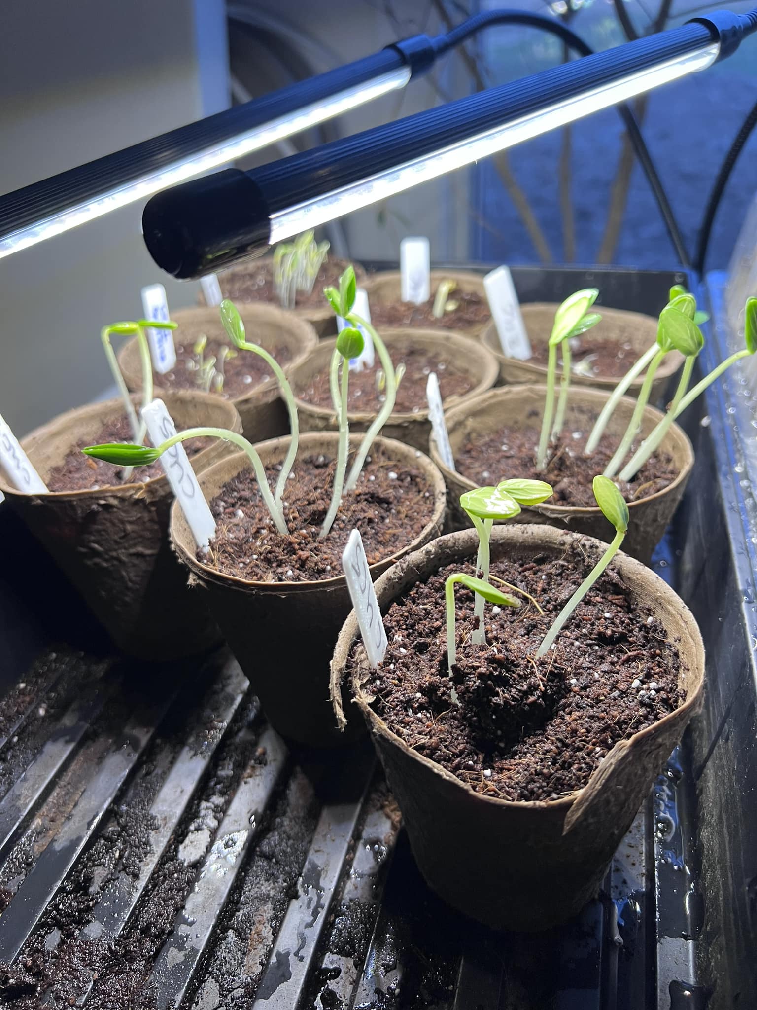 Nebraska gardener sees early sprouts