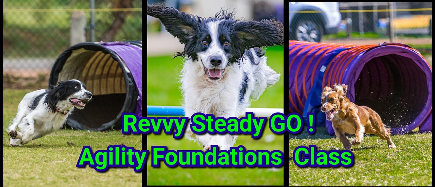 Revvy Steady GO! Agility Foundations | Facebook