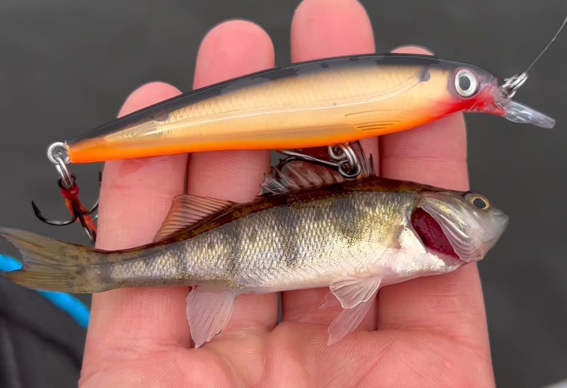chapo fishing lure Berkley Screamin Choppo Perfect Ghost / 4.3 inches Size:12 /50pk Style_Saltwater Penn Reel Clash 3000 cast and retrieve around
