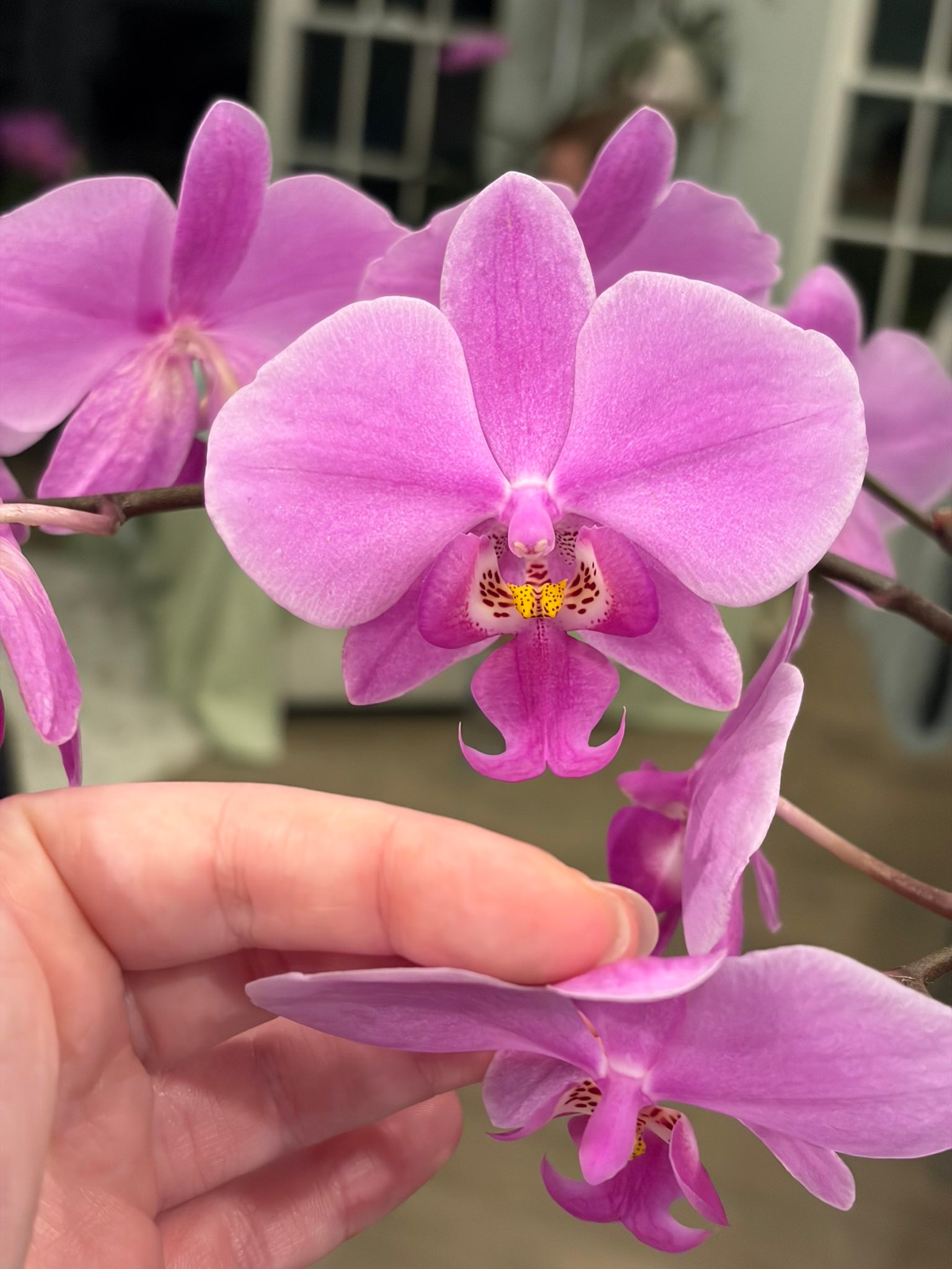 What is the origin of this unique Phal. schilleriana orchid?