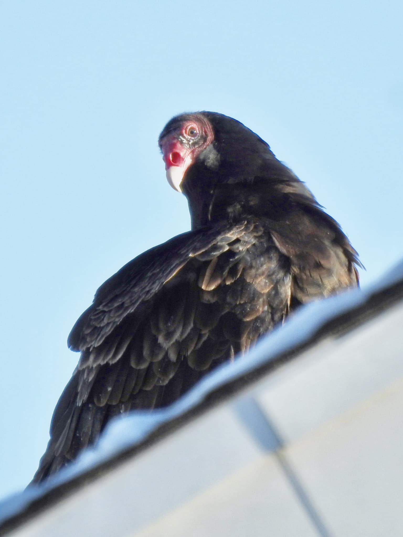 Dead Vulture Decoy - 18 Inch Tall - Scare Away Turkey & Black Vultures/Buzzards
