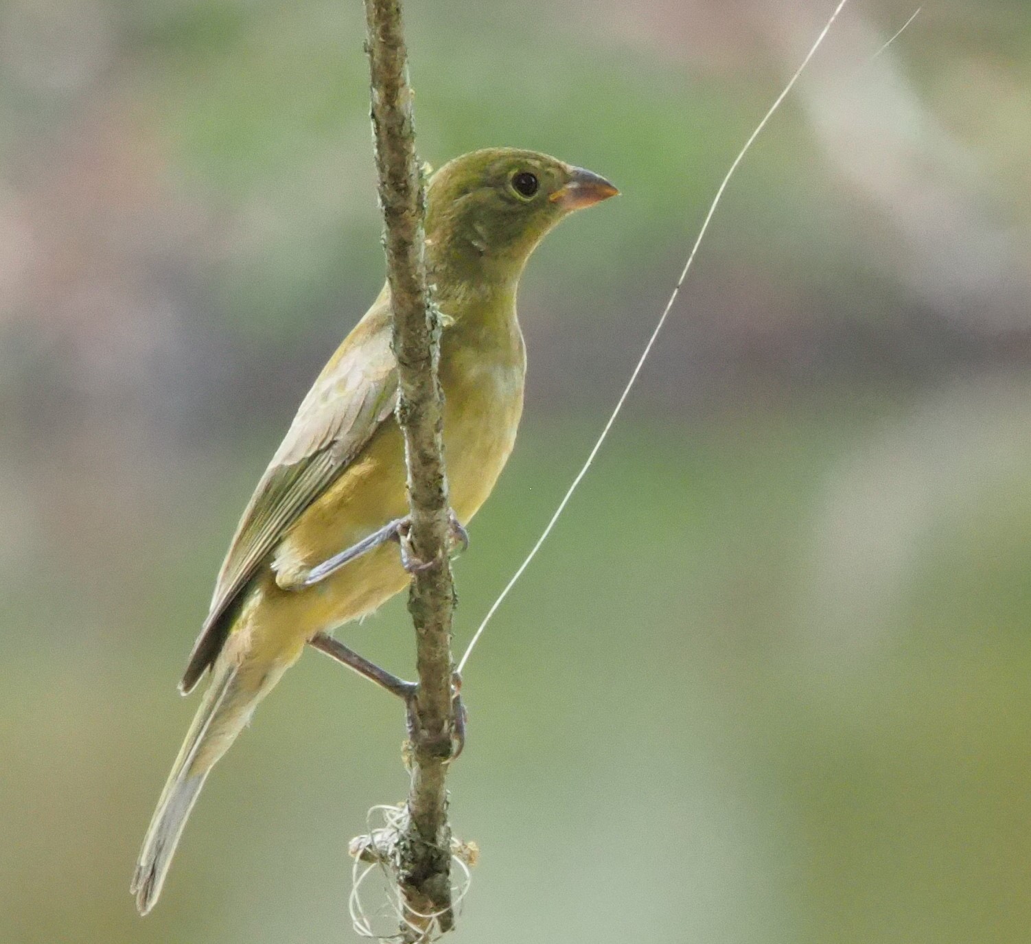 Apple - iphoneSE one bird Apple iPhone identifies birds from pictures
