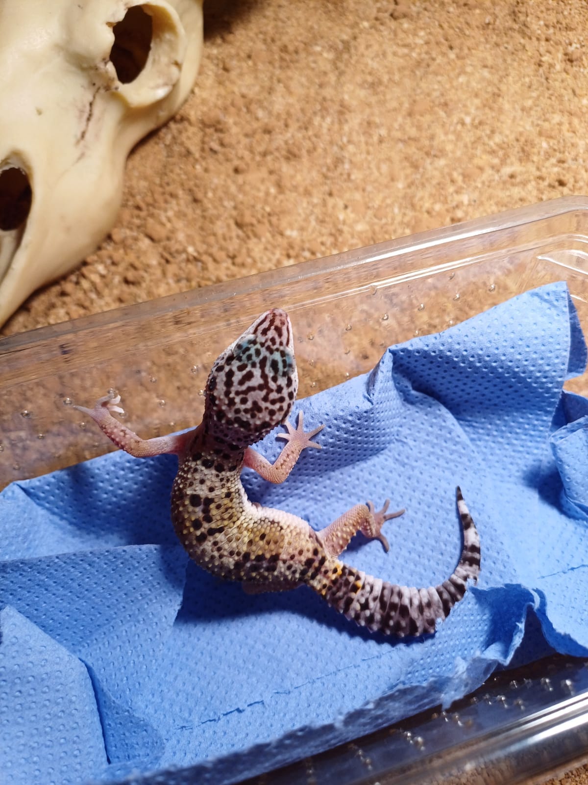 Introducing Lilo and Stitch leopard geckos