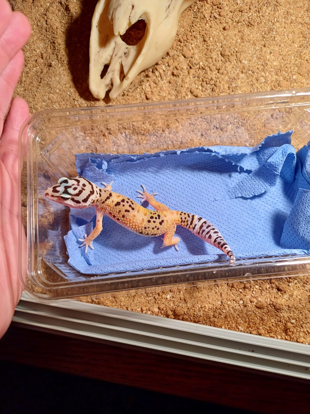 Introducing Lilo and Stitch leopard geckos