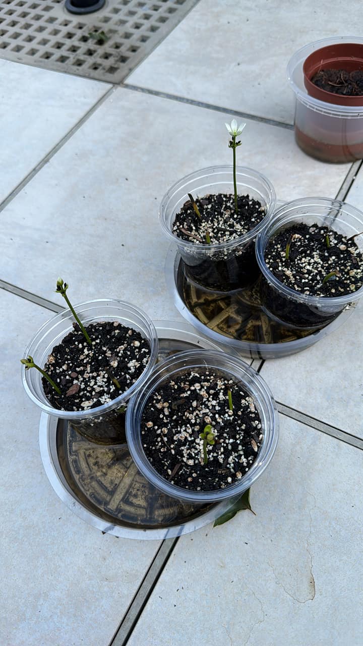 20 Freshly harvested Venus Flytrap Seeds by OrginBud