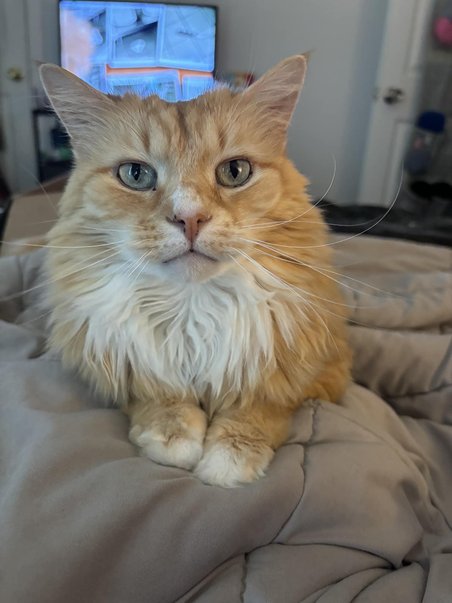 Jamie Lynn　「Sleeping Cat」　157 Hi, I'm new to the group. This is Finn, our 5-month-old orange cat