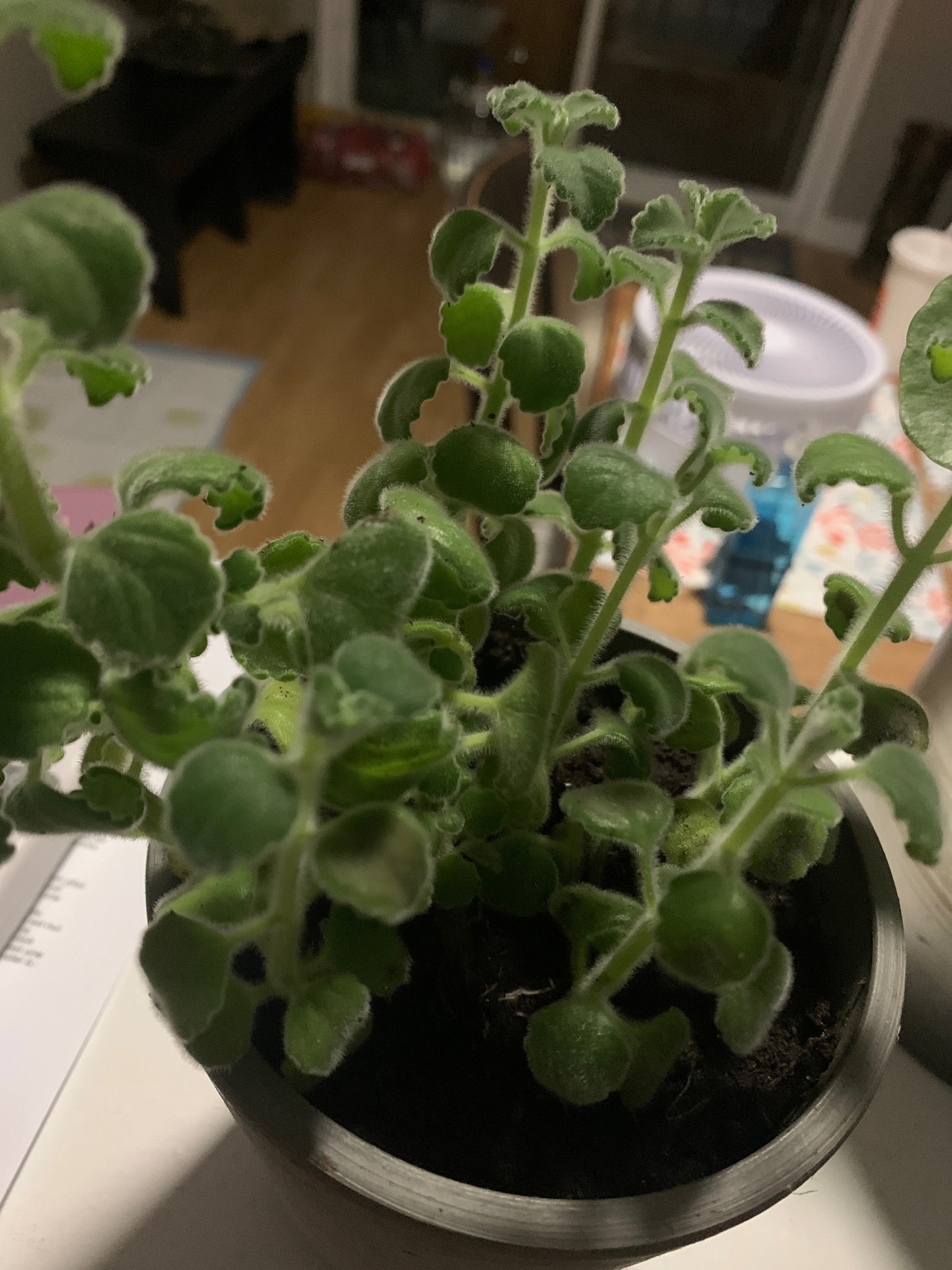 What is this houseplant with fuzzy leaves?