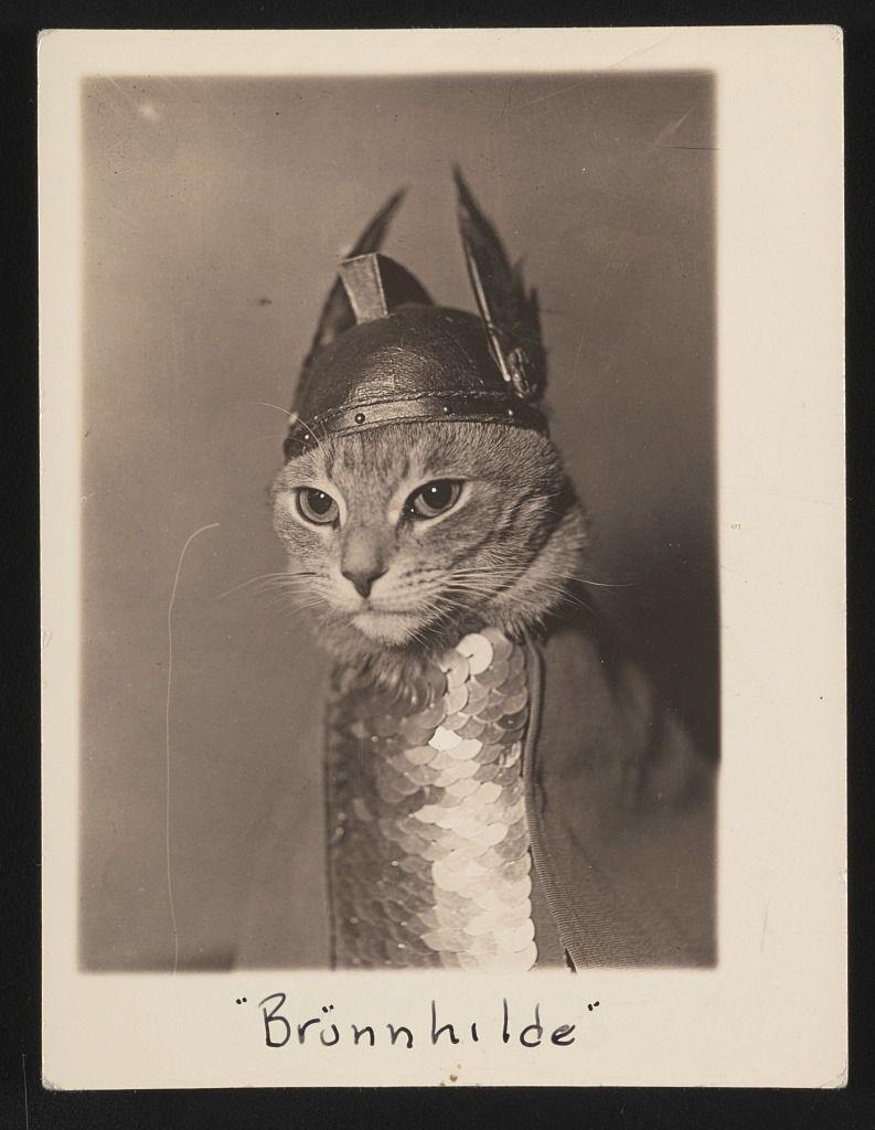 Vintage photograph of a cat in valkyrie costume from the opera Der